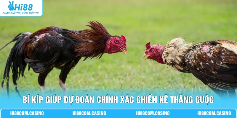 Bí kíp giúp dự đoán chính xác chiến kê thắng cuộc