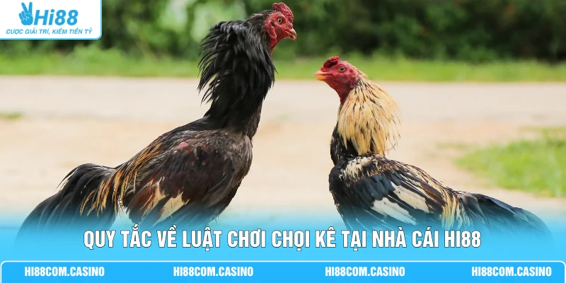 Quy tắc về luật chơi chọi kê tại nhà cái Hi88